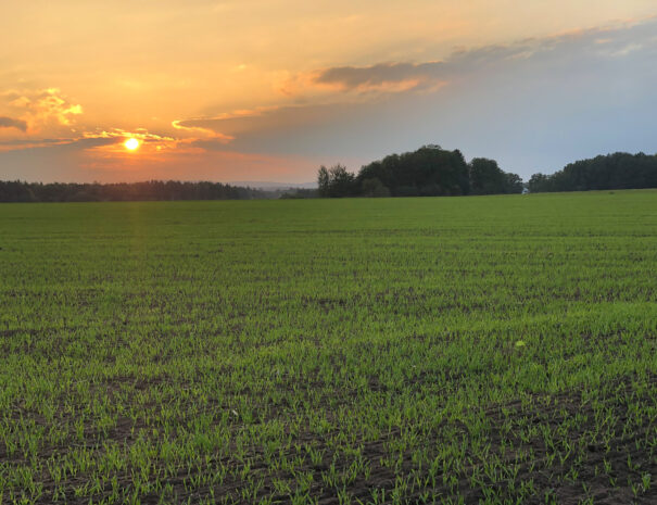 Abendstimmung über den Feldern bei Schwanstetten