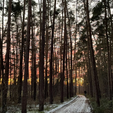 Waldweg in der Umgebung von Schwanstetten