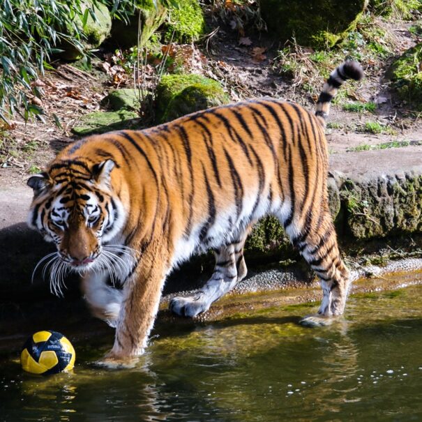 Tiger im Tiergarten Nürnberg